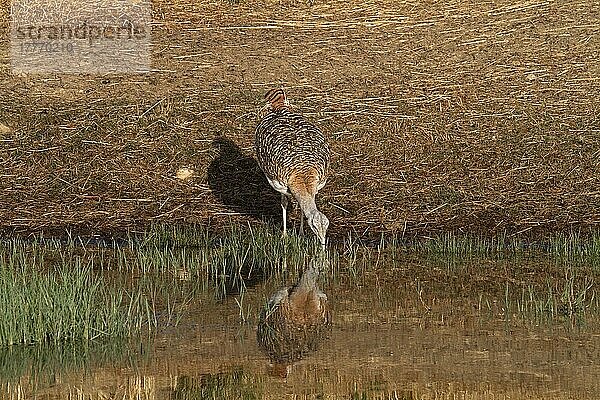 Großtrappe (Otis tarda) erwachsenes Männchen  trinkt aus dem Pool  Extremadura  Spanien  September  Europa