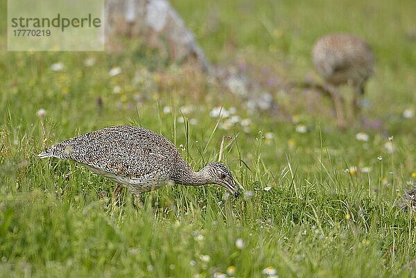 Zwergtrappe (Tetrax tetrax)  erwachsenes Weibchen  frisst Käfer  Extremadura  Spanien  April  Europa