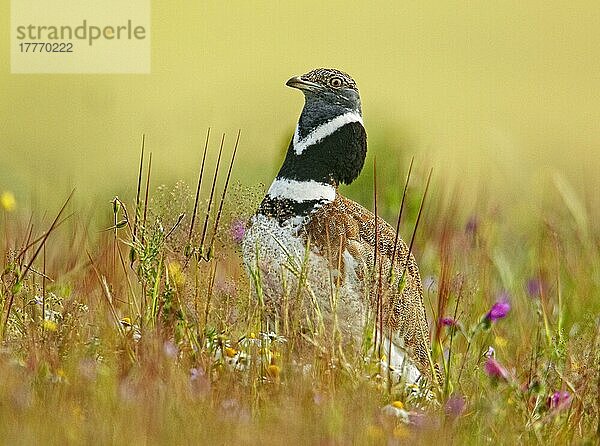 Zwergtrappe (Tetrax tetrax)  erwachsenes Männchen  Brutgefieder  Wiesenaustellung  Extremadura  Spanien  Vorfrühling  Europa