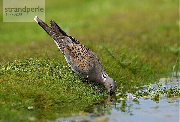 Eurasische Turteltaube (Streptopelia turtur) erwachsen  am Teich trinkend  Norfolk  England  Juli