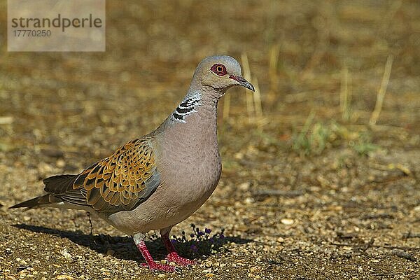 Eurasische Turteltaube (Streptopelia turtur)  erwachsenes Männchen  am Boden stehend  Nordspanien  Juli