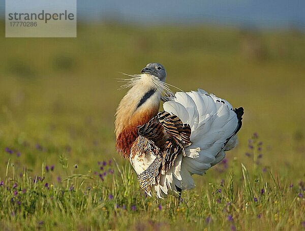 Großtrappe (Otis tarda) erwachsenes Männchen  ausstellend  Extremadura  Spanien  Frühjahr  Europa