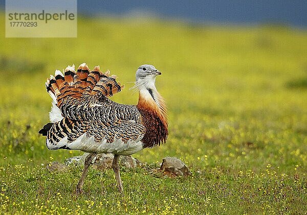 Großtrappe (Otis tarda)  erwachsenes Männchen  wandert zwischen Wildblumen  Extremadura  Spanien  April  Europa