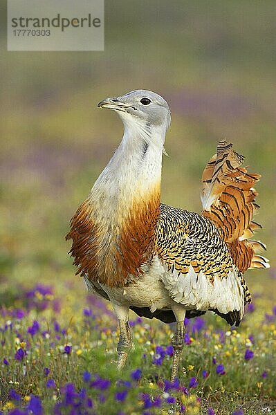 Großtrappe (Otis tarda)  erwachsenes Männchen  stehend zwischen Wildblumen  Extremadura  Spanien  Europa