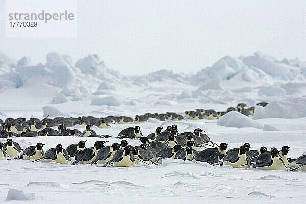 Kaiserpinguin (Aptenodytes forsteri) Erwachsene  Gruppenrodeln auf Schnee  Snow Hill Island  Antarktische Halbinsel  Antarktis  Antarktika