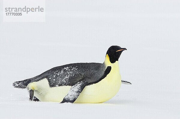 Kaiserpinguin (Aptenodytes forsteri) erwachsen  Schlittenfahrt über Schnee  Snow Hill Island  Weddellmeer  Antarktis  Antarktika