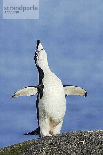 Kehlstreifpinguin  South Shetland Islands  Kehlstreifpinguine (Pygoscelis antarctica)  Zügelpinguin  Zügelpinguine  Pinguine  Tiere  Vögel  Chinstrap Penguin adult  braying  standing on rock  Half Moon Island