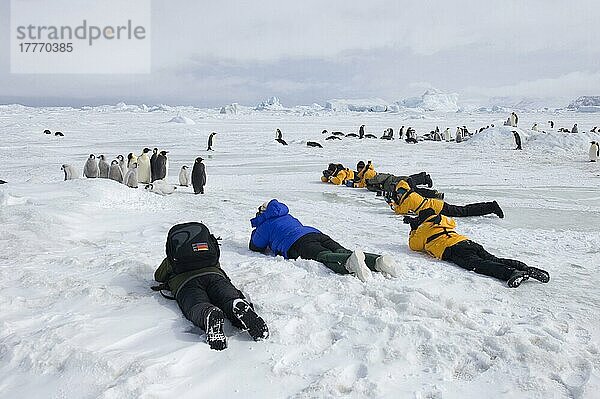 Kaiserpinguin (Aptenodytes forsteri) Erwachsene und Küken  Kolonie wird von Touristen fotografiert  Snow Hill Island  Weddellmeer  Antarktis  November  Antarktika