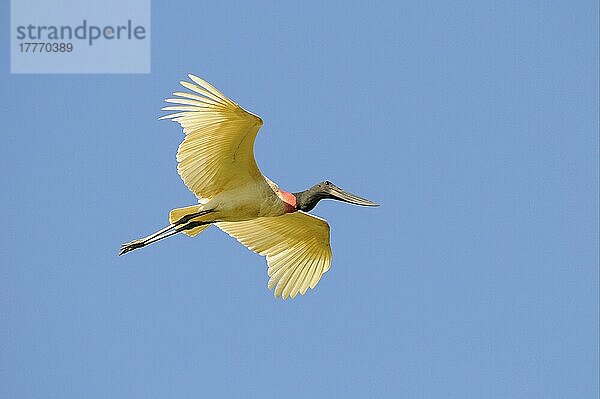 Jabiru (Jabiru mycteria) erwachsen  im Flug  Pantanal  Mato Grosso  Brasilien  Südamerika