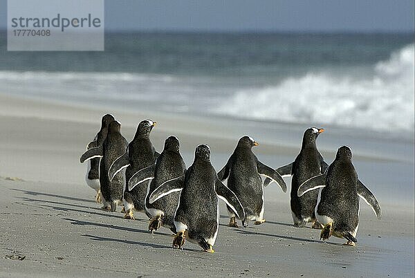 Eselspinguin (Pygoscelis papua) Erwachsene  Gruppe rennt am Strand entlang  Falkland-Inseln