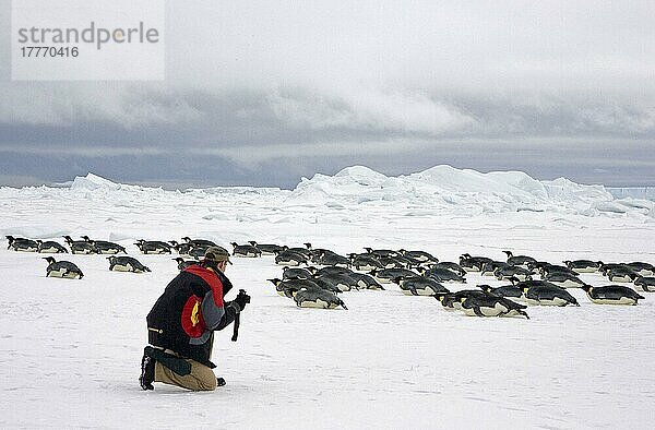 Kaiserpinguin (Aptenodytes forsteri) Erwachsene  Schlittenfahren im Schnee  Ökotourist mit Kamera  Snow Hill Island  Antarktische Halbinsel  Antarktis  Antarktika