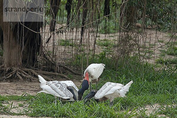 Jabiru (Jabiru mycteria) Erwachsene  die zwei Küken füttern  Pantanal  Mato Grosso  Brasilien  Südamerika