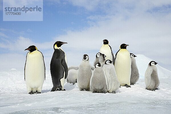 Kaiserpinguin (Aptenodytes forsteri) vier Erwachsene mit einer Gruppe von Küken  auf Eis stehend  Snow Hill Island  Weddellmeer  Antarktis  Antarktika