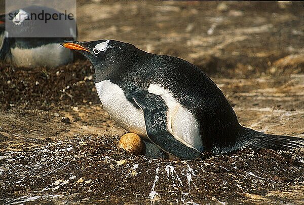 Eselspinguin  Eselpinguin  Eselspinguine (Pygoscelis papua)  Eselpinguine  Pinguine  Tiere  Vögel  Gentoo Penguin At nest incubating  Falklands HK006539 (S)