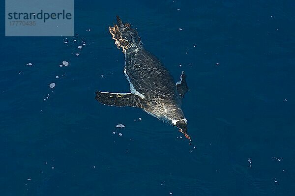 Eselspinguin (Pygoscelis papua) erwachsen  schwimmt unter Wasser  Südgeorgien  Oktober