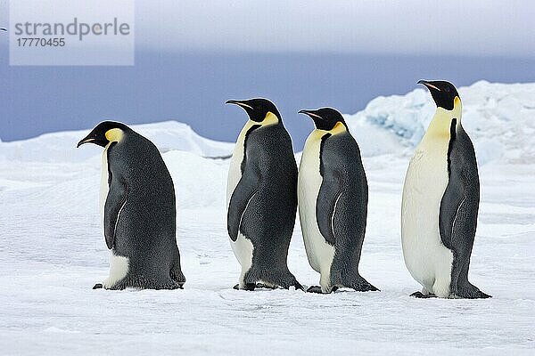 Kaiserpinguin (Aptenodytes forsteri) vier Erwachsene  auf Schnee stehend  Snow Hill Island  Antarktische Halbinsel  Antarktis  Antarktika