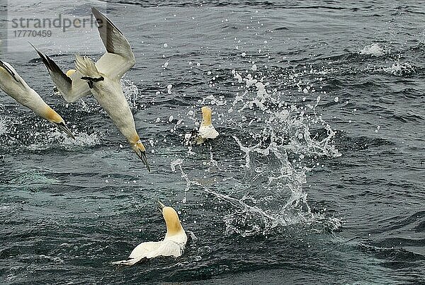 Nördlicher Basstölpel (Morus bassanus) Erwachsene  Herdenfischerei  Makrelentauchen  Shetland-Inseln  Schottland  Juni