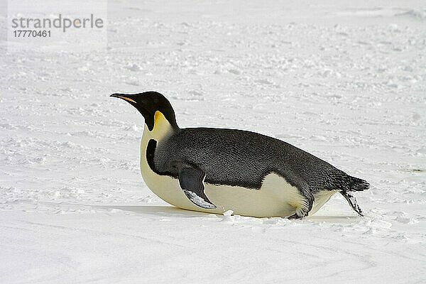 Kaiserpinguin (Aptenodytes forsteri) erwachsen  Schlittenfahren auf Schnee  Snow Hill Island  Antarktische Halbinsel  Antarktis  Antarktika