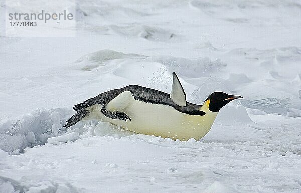 Kaiserpinguin (Aptenodytes forsteri) erwachsen  Schlittenfahrt über Schnee  Snow Hill Island  Antarktische Halbinsel  Antarktis  Antarktika