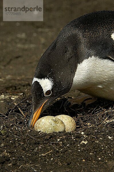 Eselspinguin (Pygoscelis papua) adult  hütet zwei Eier im Nest  New Island  Falkland-Inseln