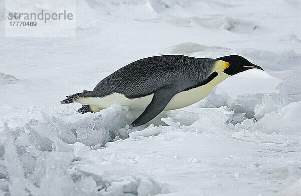 Kaiserpinguin (Aptenodytes forsteri) erwachsen  Schlittenfahrt über Schnee  Snow Hill Island  Antarktische Halbinsel  Antarktis  Antarktika