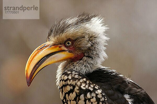 Südlicher Gelbschnabeltoko (Tockus leucomelas)  Südliche Gelbschnabeltokos  Nashornvögel  Tiere  Vögel  Southern Yellow-billed Hornbill adult male  close-up of head  South Africa