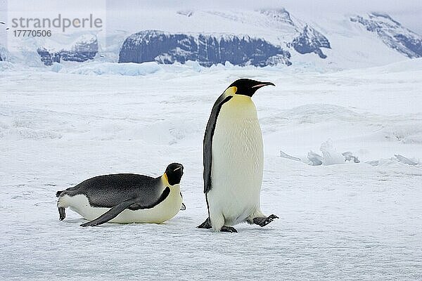 Kaiserpinguin (Aptenodytes forsteri) Erwachsene  Wandern und Schlittenfahren auf Schnee  Snow Hill Island  Antarktische Halbinsel  Antarktis  Antarktika