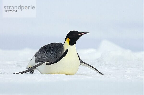 Kaiserpinguin (Aptenodytes forsteri) erwachsen  Schlittenfahrt über Schnee  Snow Hill Island  Weddellmeer  Antarktis  Antarktika