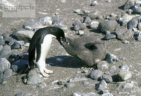 Adelie-Pinguin (Pygoscelis adeliae) Erwachsener  der Jungtiere füttert