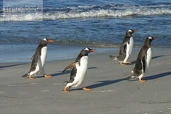 Eselspinguin  Eselpinguin  Eselspinguine  Eselpinguine  Pinguine  Tiere  Vögel  Gentoo Penguins (Pygoscelios papua) group coming a shore Falklands