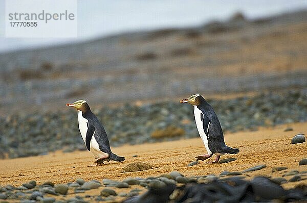 Gelbaugenpinguin (Megadyptes antipodes) zwei Erwachsene  Strandspaziergang  Oamaru  Südinsel  Neuseeland  Ozeanien