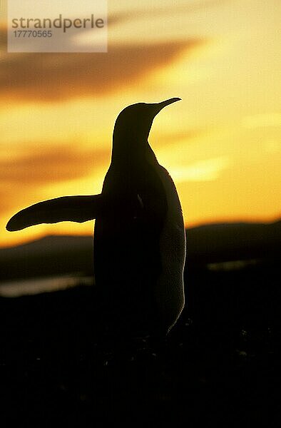 Aptenodytes patagonica  Königspinguin  Königspinguine (Aptenodytes patagonicus)  Pinguine  Tiere  Vögel  King Penguin At sunset- Volunteer Point  Falklands