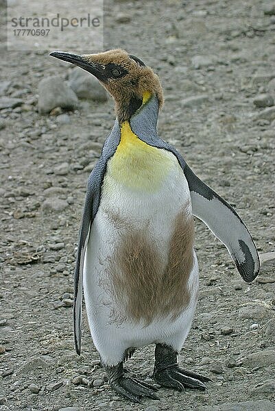 Aptenodytes patagonica  Königspinguin  Königspinguine (Aptenodytes patagonicus)  Pinguine  Tiere  Vögel  King Penguin Moulting young bird moulting to adult plumage