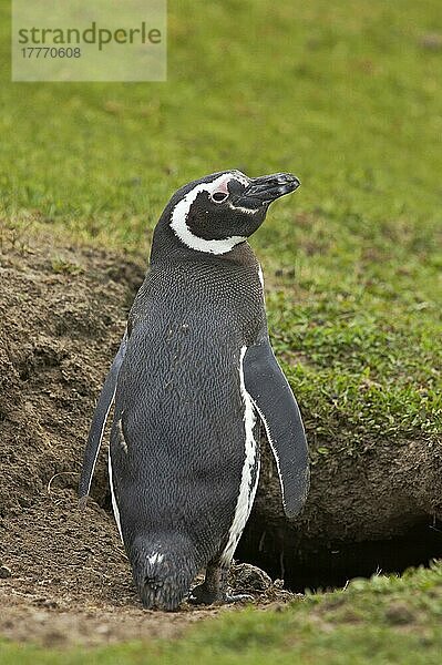 Erwachsener Magellanpinguin (Spheniscus magellanicus)  stehend am Eingang des Baues  Saunders Island  Falklandinseln  Südamerika