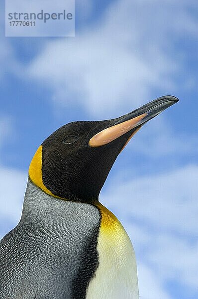 Aptenodytes patagonica  Königspinguin  Königspinguine (Aptenodytes patagonicus)  Pinguine  Tiere  Vögel  King Penguin adult  close-up of head  St. Andrews Bay  South Georgia