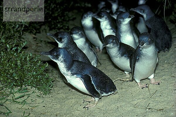 Zwergpinguin  Zwergpinguine  Pinguine  Tiere  Vögel  Little Blue Penguin (Eudytula minor) Group standing on sand