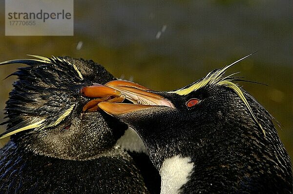 Rockhopper-Pinguin (Eudyptes chrysocome) zwei Erwachsene  kämpfend  Nahaufnahme der Köpfe  Falkland-Inseln