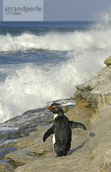 Rockhopper-Pinguin (Eudyptes chrysocome) erwachsen  auf Felsen stehend  Wellenschlag  Falkland-Inseln