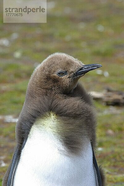 Aptenodytes patagonica  Königspinguin  Königspinguine (Aptenodytes patagonicus)  Pinguine  Tiere  Vögel  King Penguin Falklands moulting immature bird