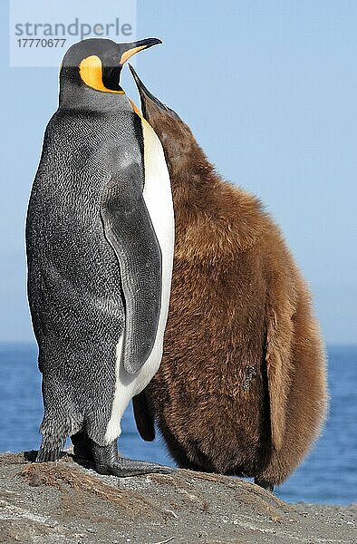 Königspinguin (Aptenodytes patagonicus patagonicus) nominieren Unterart  erwachsenes fütterndes Küken  Südgeorgien  März