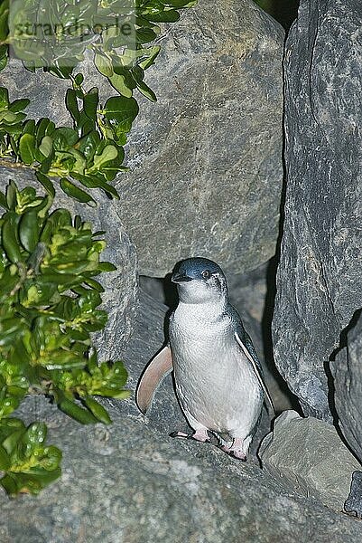 Kleiner Pinguin (Eudyptula minor) erwachsen  nachts zwischen Felsen  Kaikoura  Südinsel  Neuseeland  Ozeanien