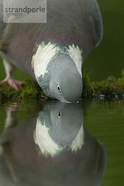 Waldtaube (Columba palumbus) erwachsen  trinkt aus Waldbecken mit Spiegelung  Derbyshire  England  Mai