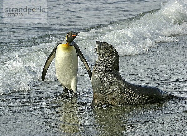 Aptenodytes patagonica  Königspinguin  Königspinguine (Aptenodytes patagonicus)  Pinguine  Tiere  Vögel  King Penguin confronts an Antarctic Fur Seal  South Georgia