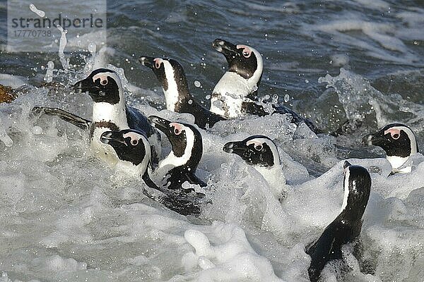 Eselspinguin (Spheniscus demersus) Erwachsene  Gruppenschwimmen in der Brandung  Betty's Bay  Westkap  Südafrika  September