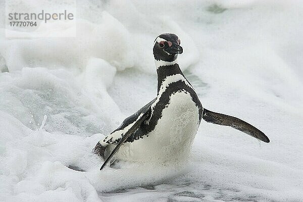 Erwachsener Magellanpinguin (Spheniscus magellanicus)  aus der Brandung auftauchend  Saunders Island  Falklandinseln  Februar  Südamerika