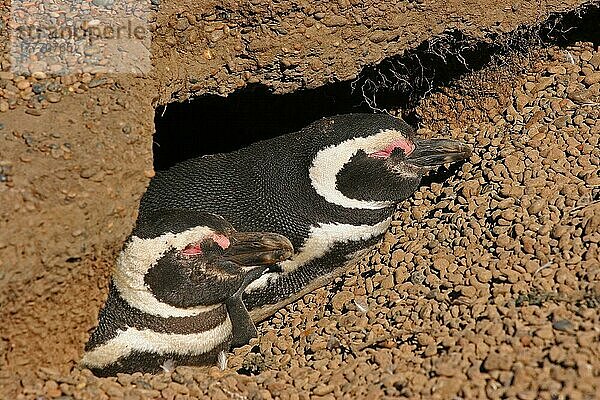 Magellan-Pinguin (Spheniscus magellanicus)  erwachsenes Paar  schläft am Eingang des Baues in der Brutkolonie  Estancia San Lorenzo  Chubut  Argentinien  Oktober  Südamerika