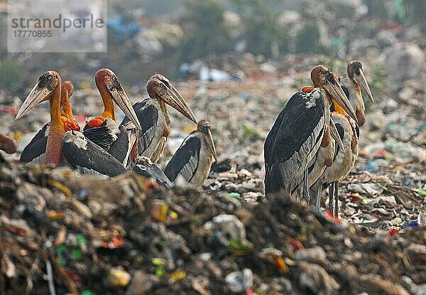 Großer Adjutant (Leptoptilos dubius) Erwachsene  Herdensuche auf Mülldeponie  Guwahati  Assam  Indien  Januar  Asien