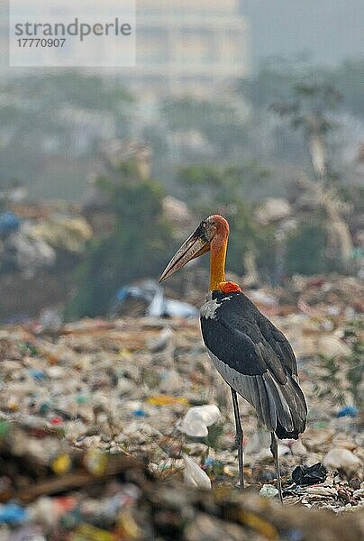 Großer Adjutant (Leptoptilos dubius)  Erwachsener  Plündern auf Mülldeponie  Guwahati  Assam  Indien  Januar  Asien