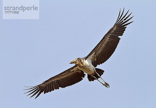 Großer Adjutant (Leptoptilos dubius) erwachsen  auf der Flucht  Guwahati  Assam  Indien  Februar  Asien