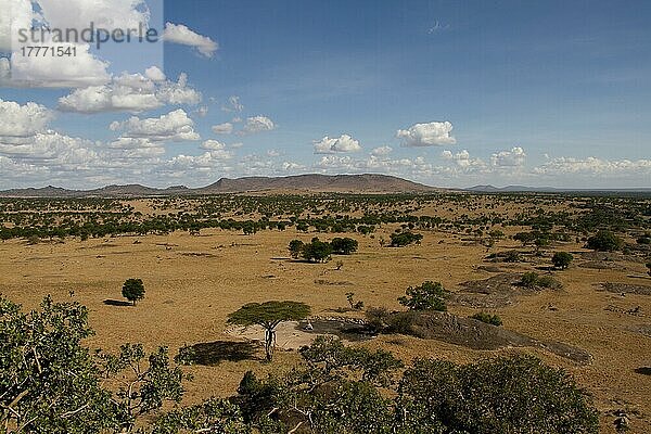 Serengeti Lobo Gebiet